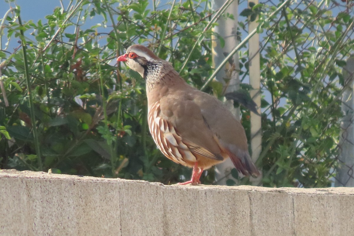 חוגלה אדמונית - ML538275221