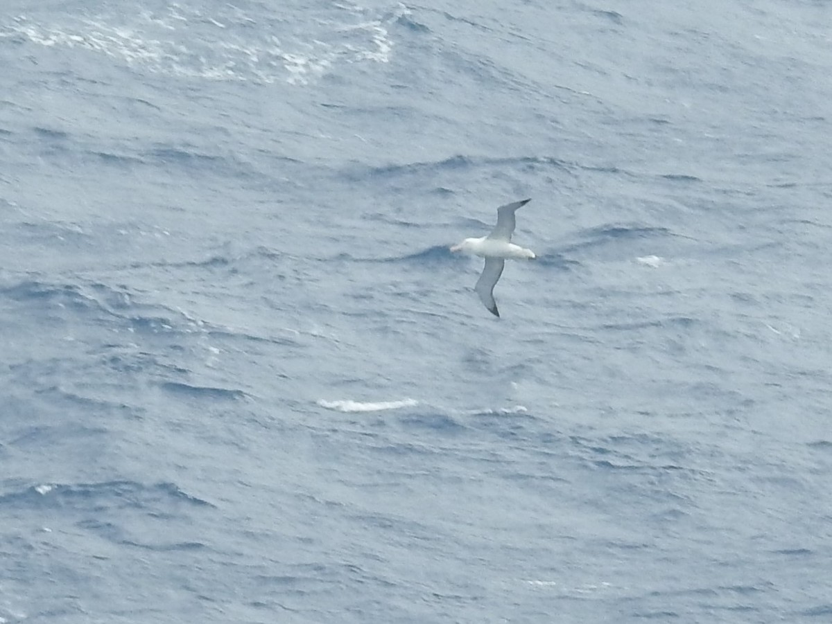 Snowy/Tristan/Antipodean Albatross - Paul Waton