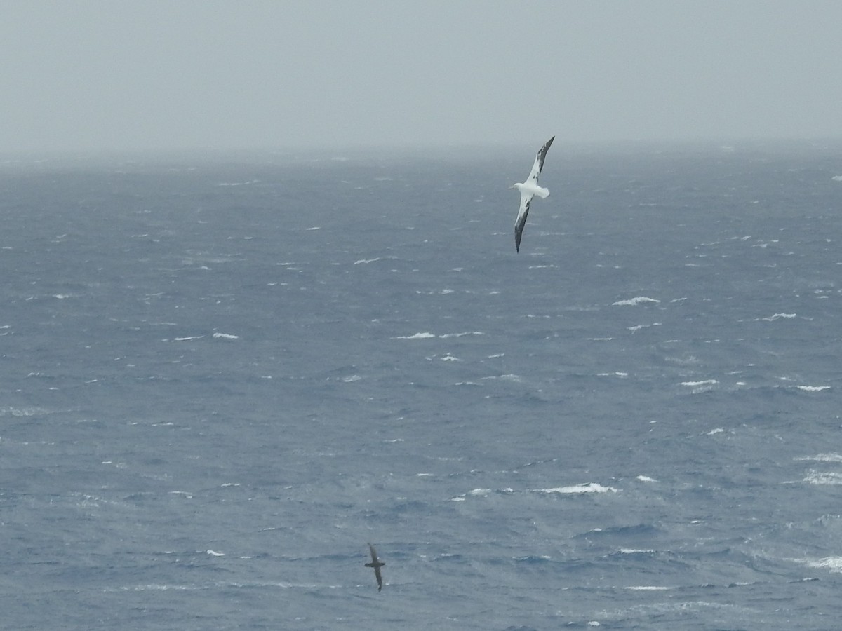 Albatros hurleur, A. de Tristan da Cunha ou A. des Antipodes - ML538275261