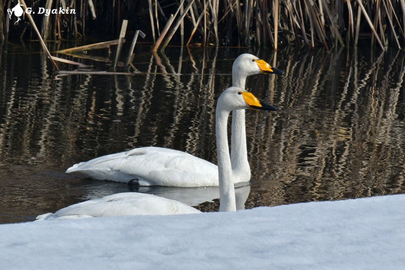 Whooper Swan - ML538276921