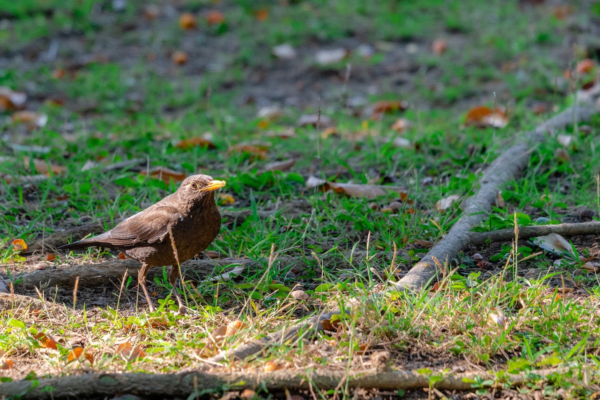 Chinese Blackbird - ML538277621