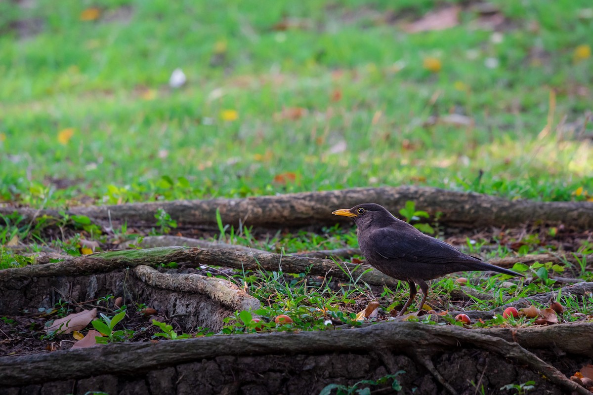 Chinese Blackbird - ML538277701