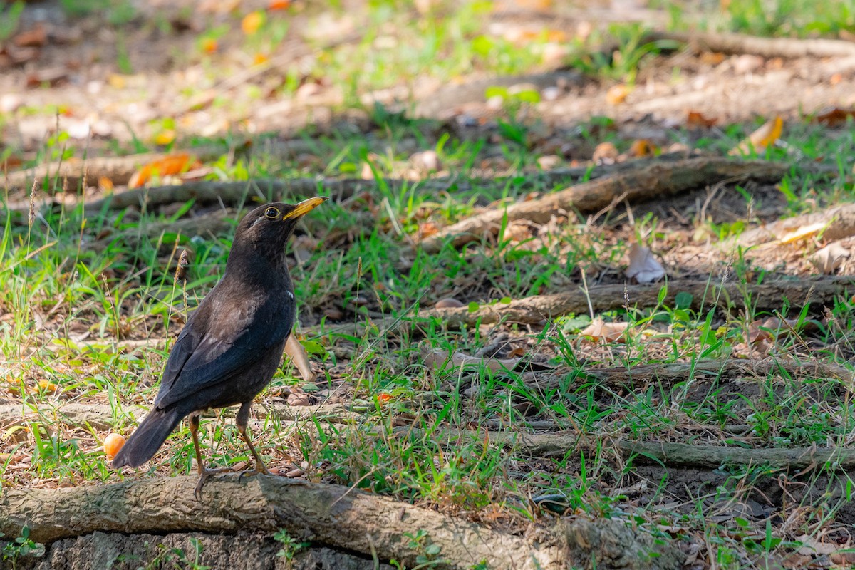 Chinese Blackbird - ML538277711