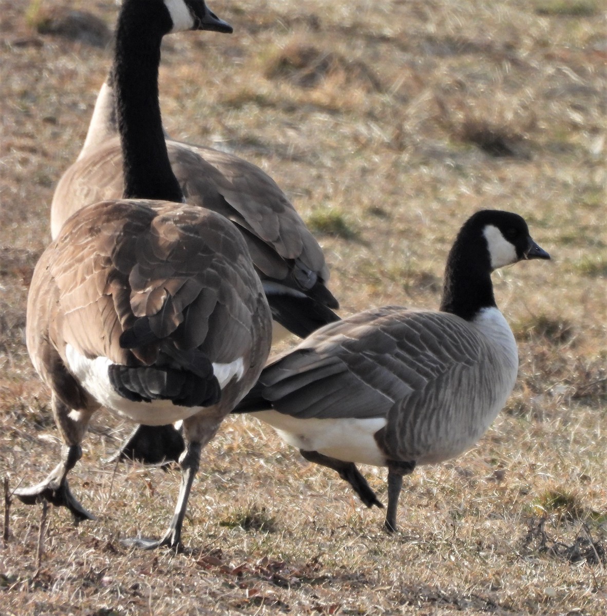 Cackling Goose - ML538277901