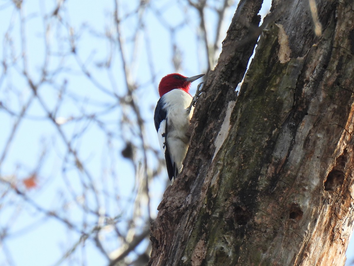 Red-headed Woodpecker - Ed Daniels