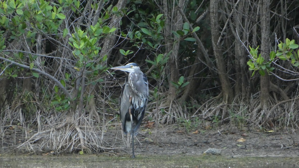 Great Blue Heron - ML538278231
