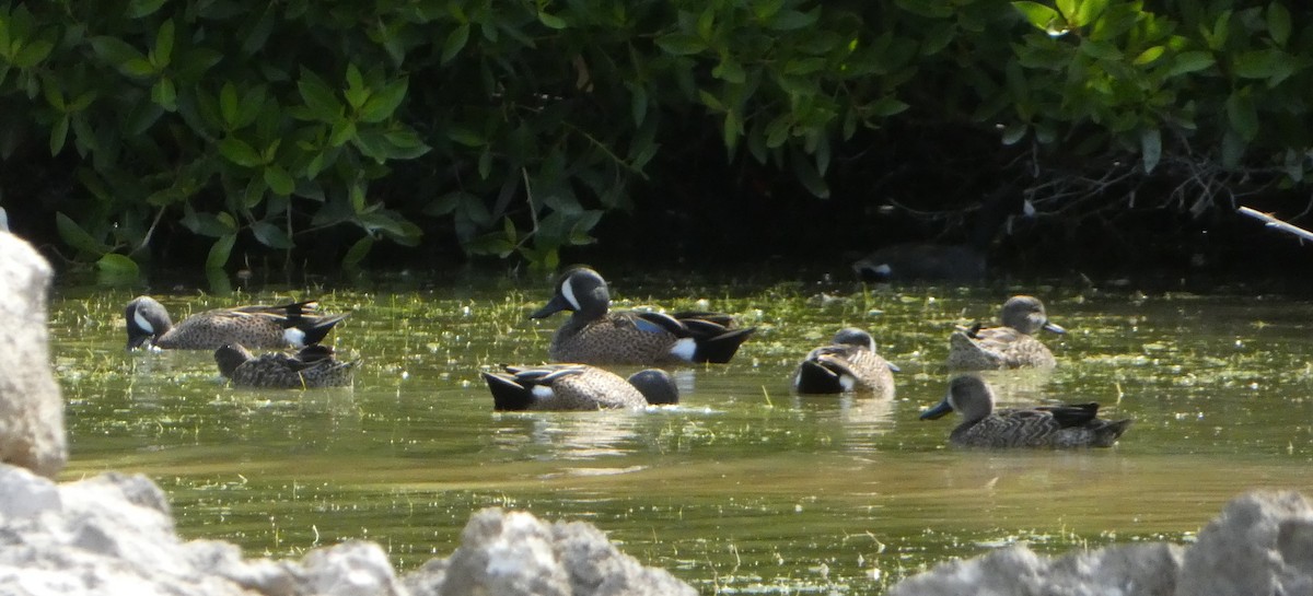 Blue-winged Teal - ML538278551