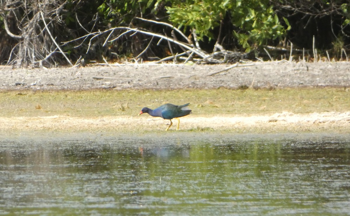 Purple Gallinule - ML538278611