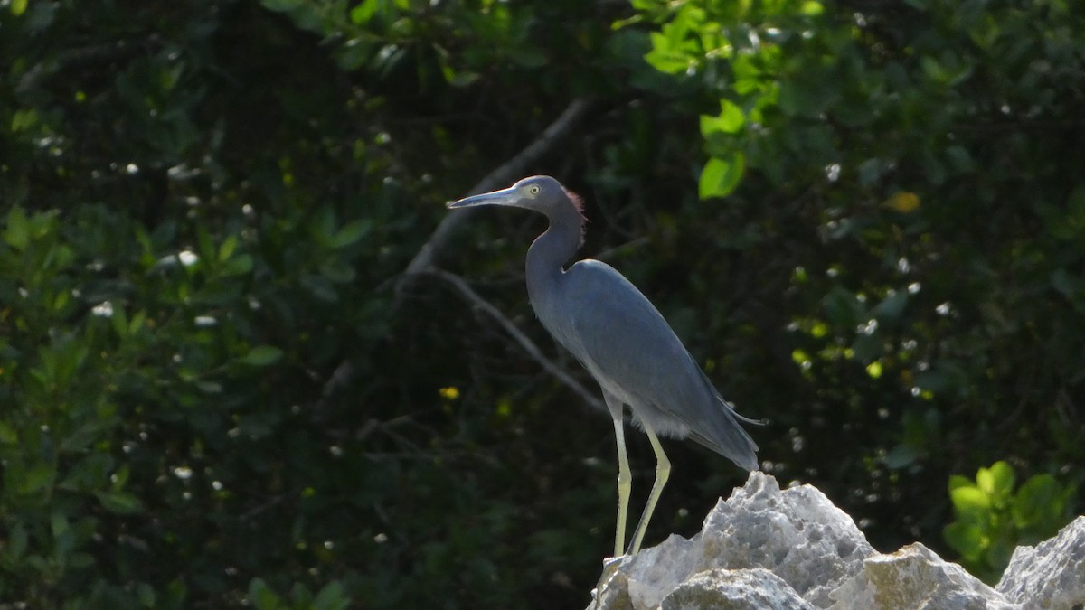 Little Blue Heron - ML538278971