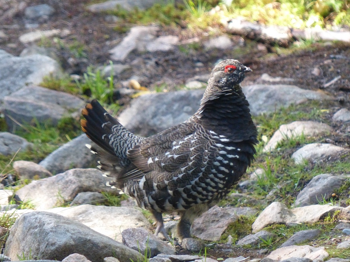 Spruce Grouse - ML538279171