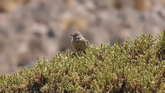 Canastero Pálido - ML538279201