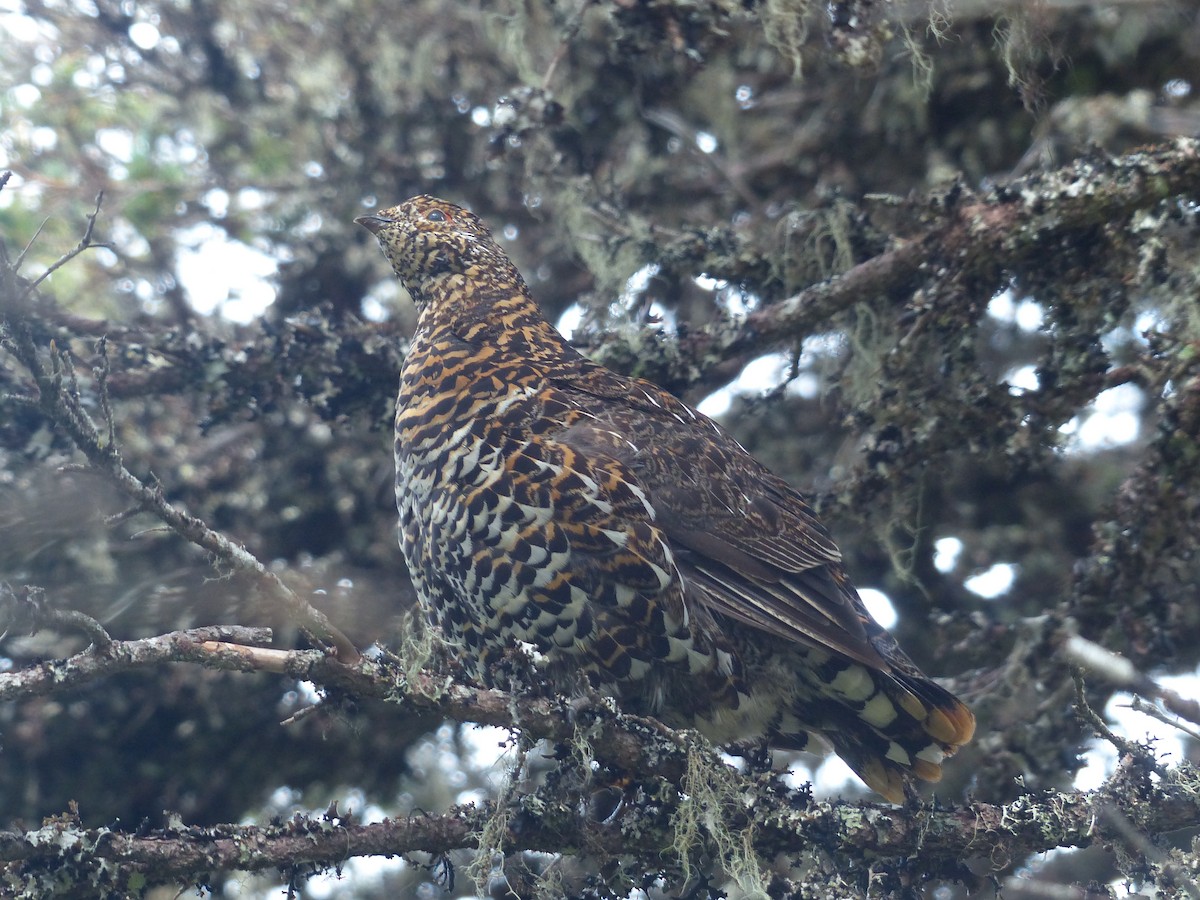 Spruce Grouse - ML538279391
