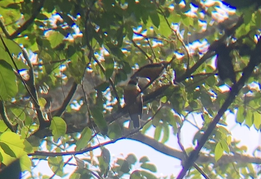 Rufous-bellied Helmetshrike - ML538279661