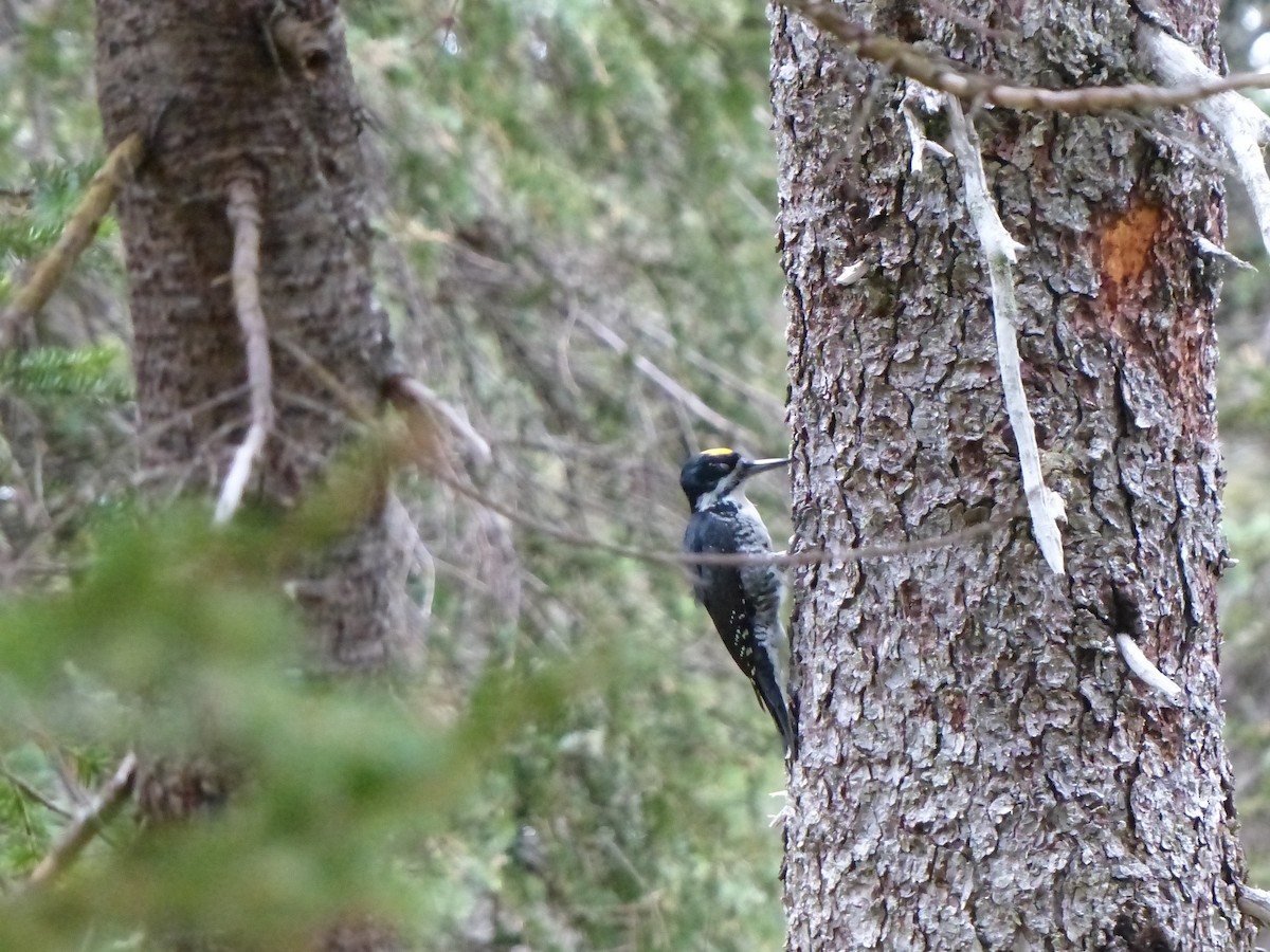 Black-backed Woodpecker - ML538279921
