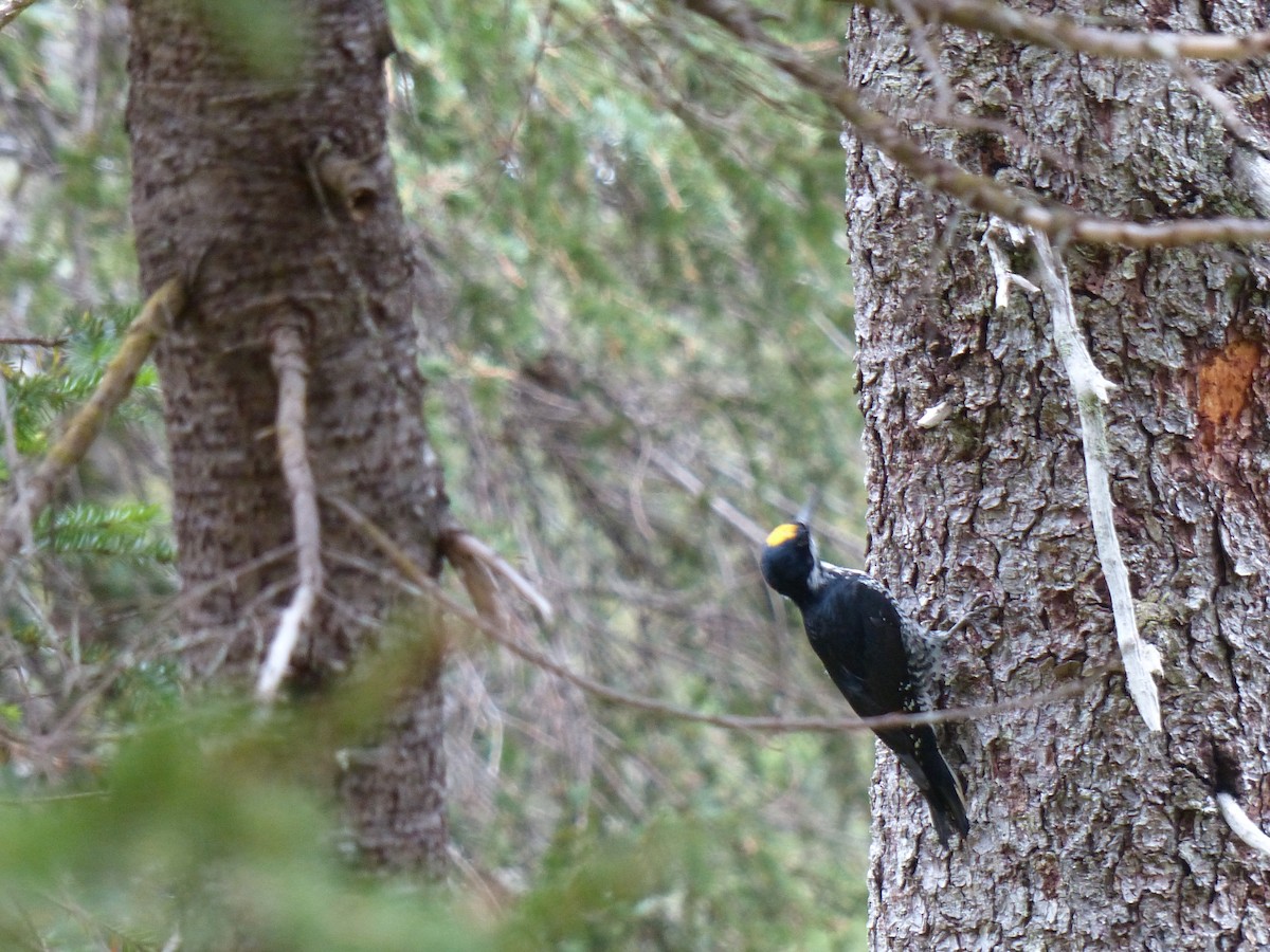 Black-backed Woodpecker - ML538279931