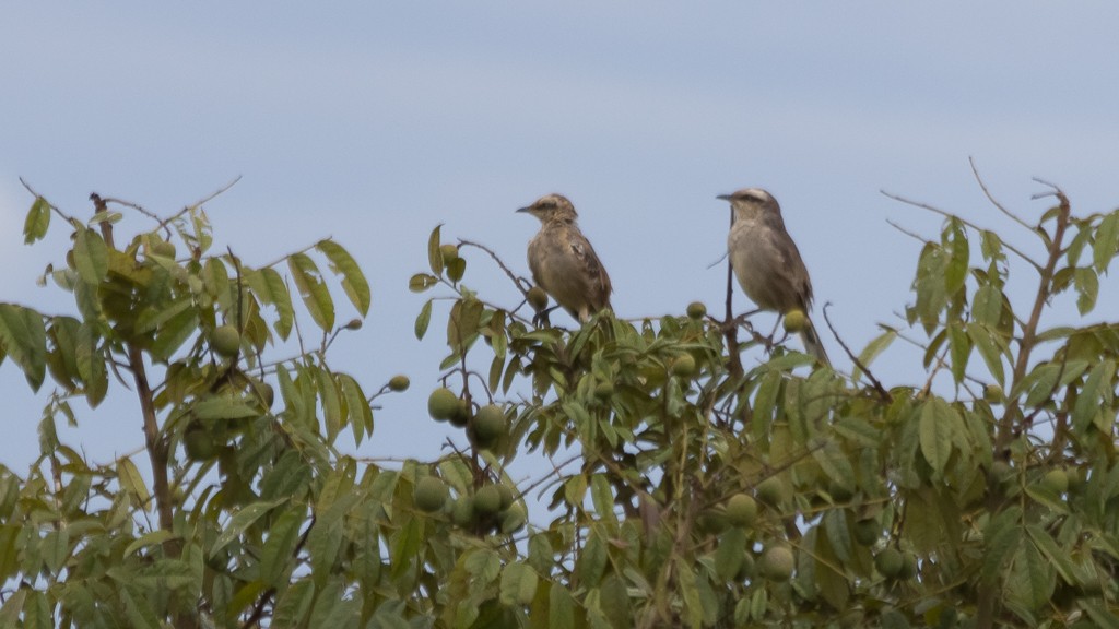 Chalk-browed Mockingbird - ML538280791