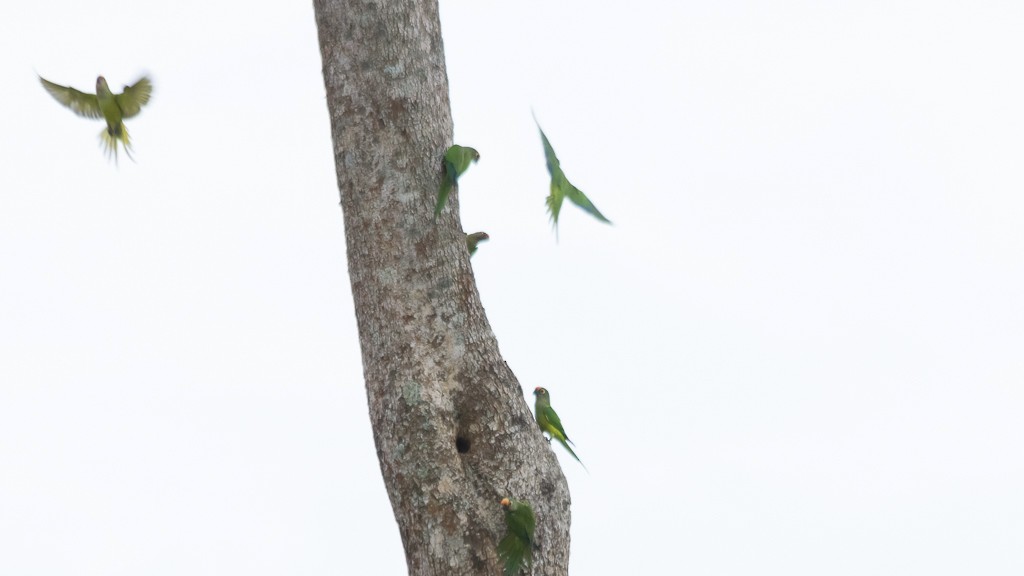 Peach-fronted Parakeet - ML538280941