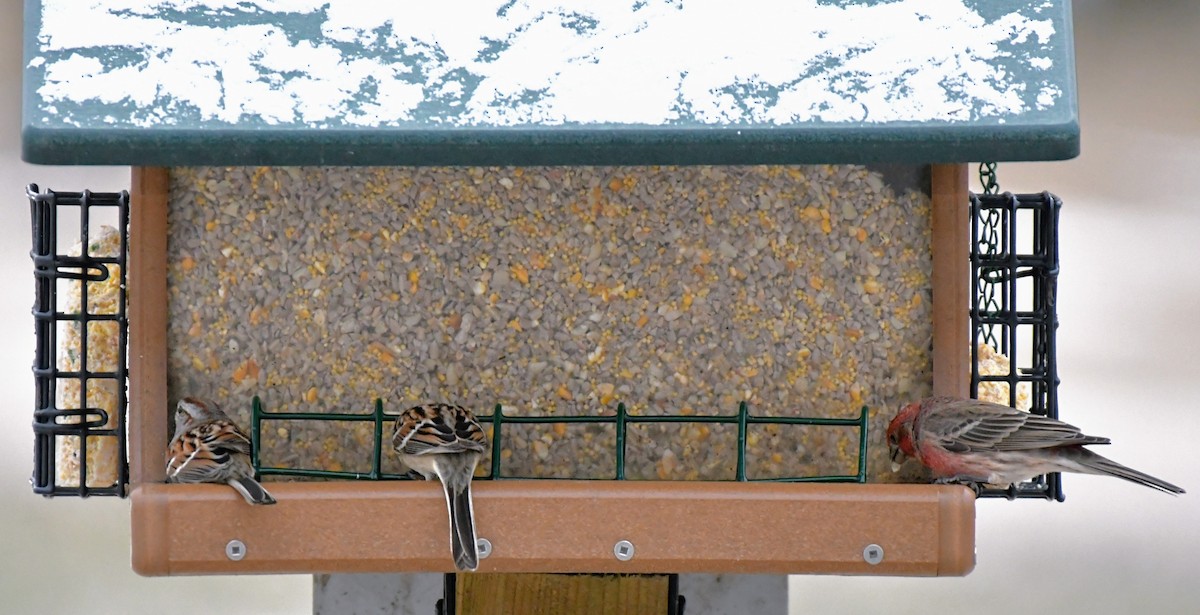 House Finch - Russ Boushon