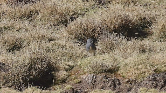 Glacier Finch - ML538282141