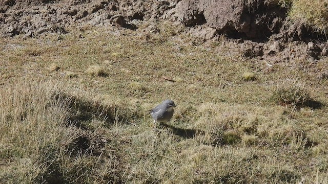 Glacier Finch - ML538282151