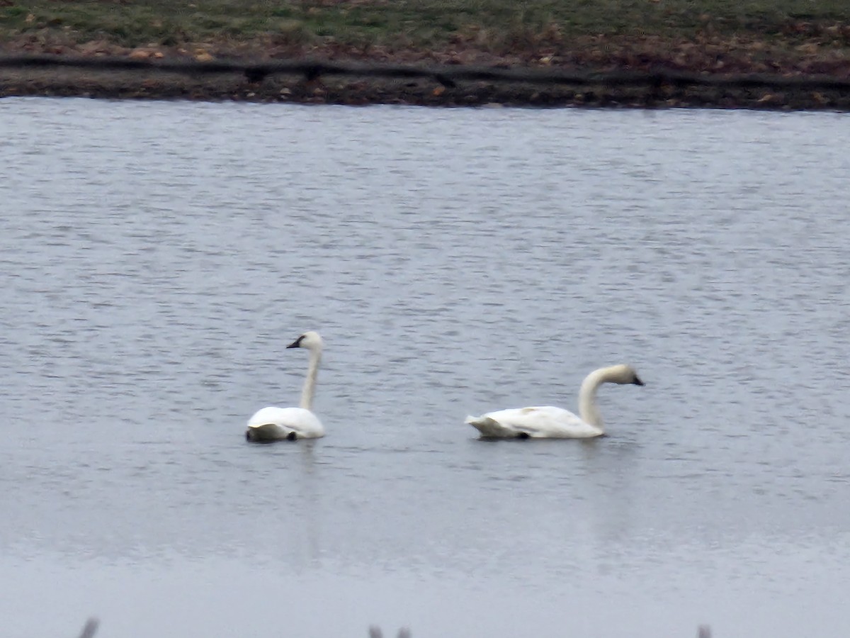 Trumpeter Swan - ML538283361