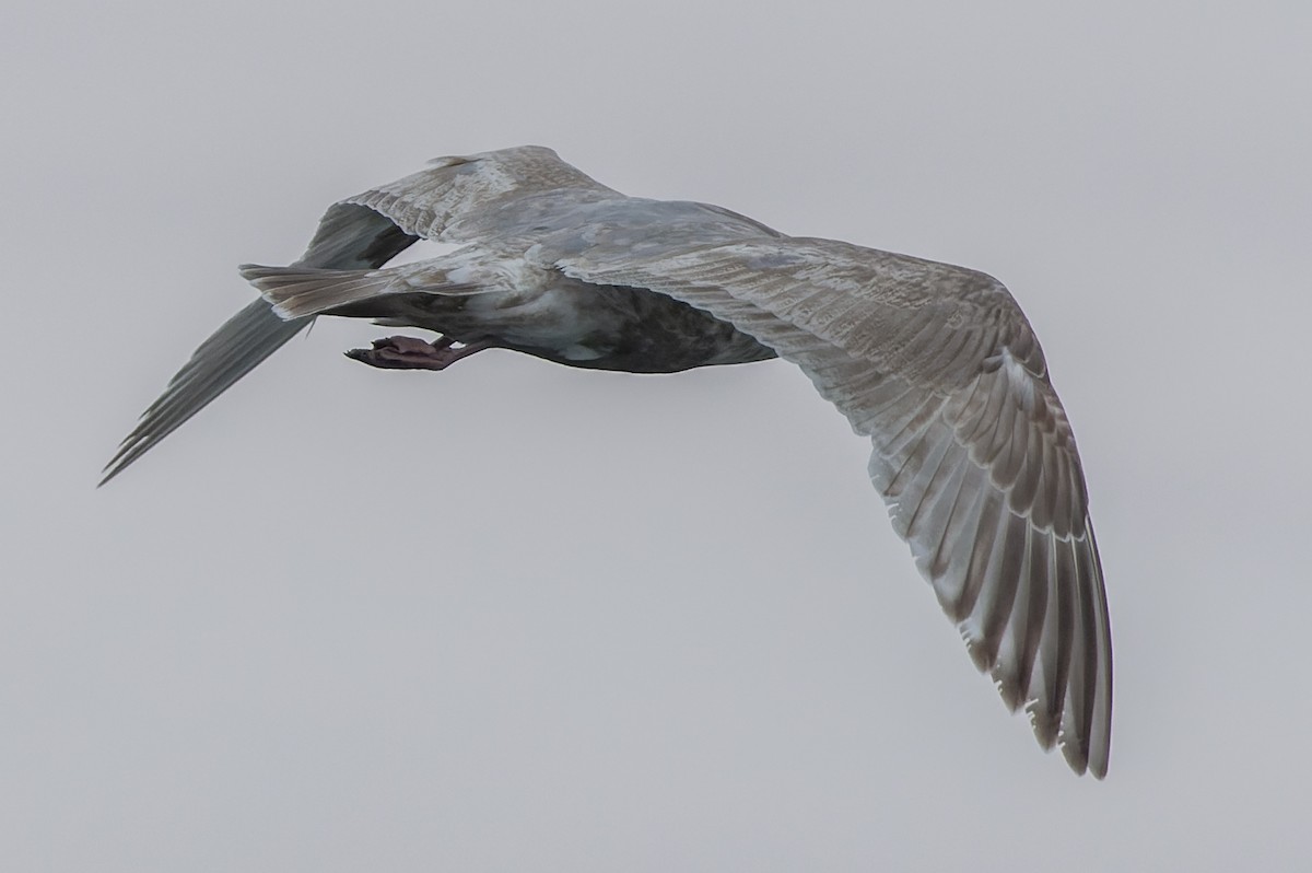 Herring x Glaucous-winged Gull (hybrid) - Joachim Bertrands