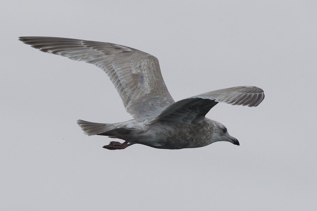 Herring x Glaucous-winged Gull (hybrid) - Joachim Bertrands