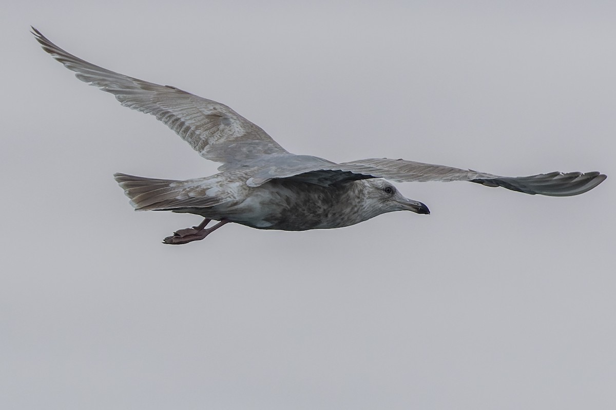 Gaviota Argéntea x de Bering (híbrido) - ML538284291