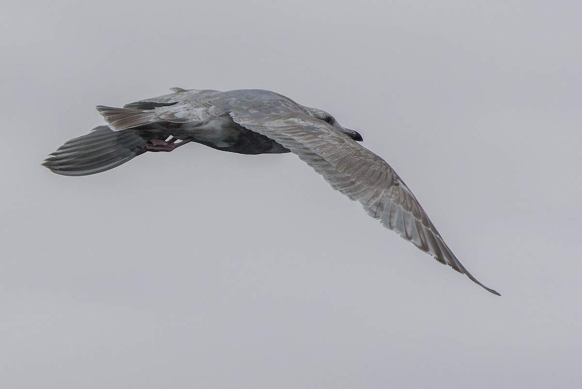 Gaviota Argéntea x de Bering (híbrido) - ML538284301