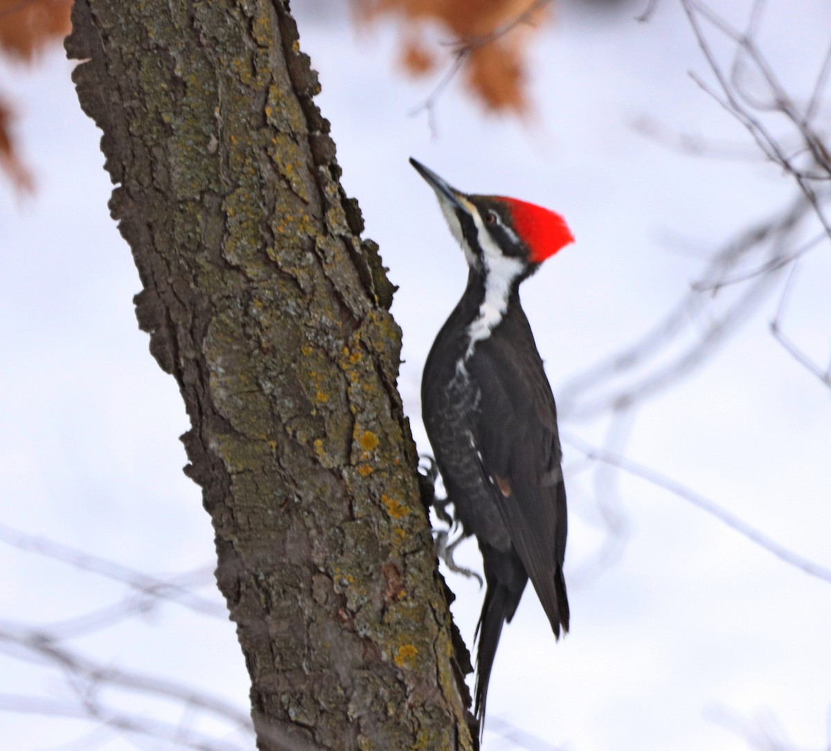 Pileated Woodpecker - ML538284721