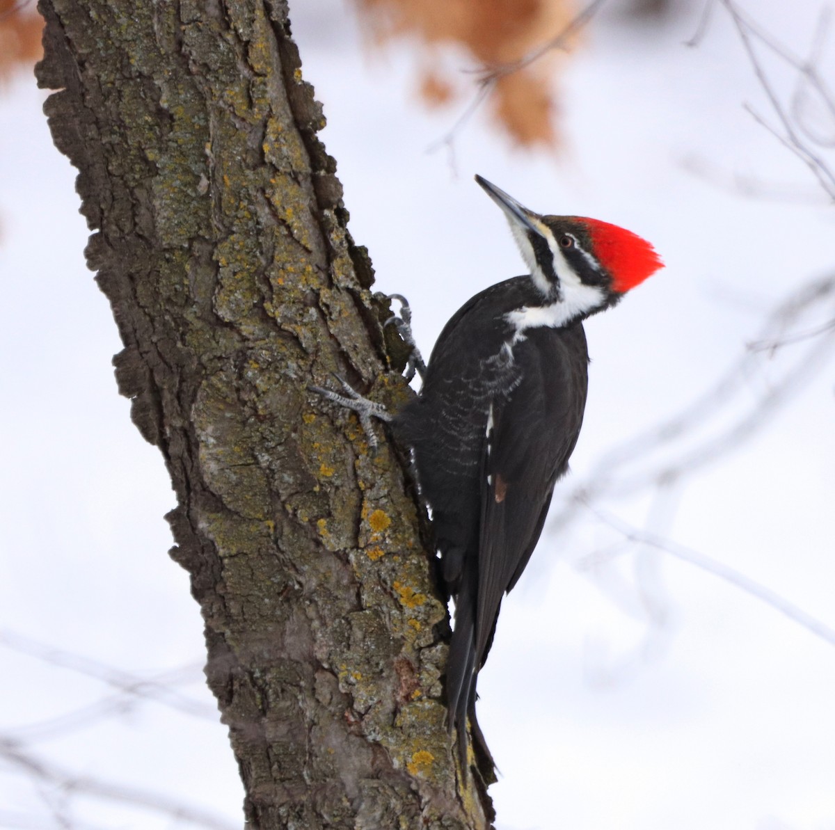 Pileated Woodpecker - ML538284731