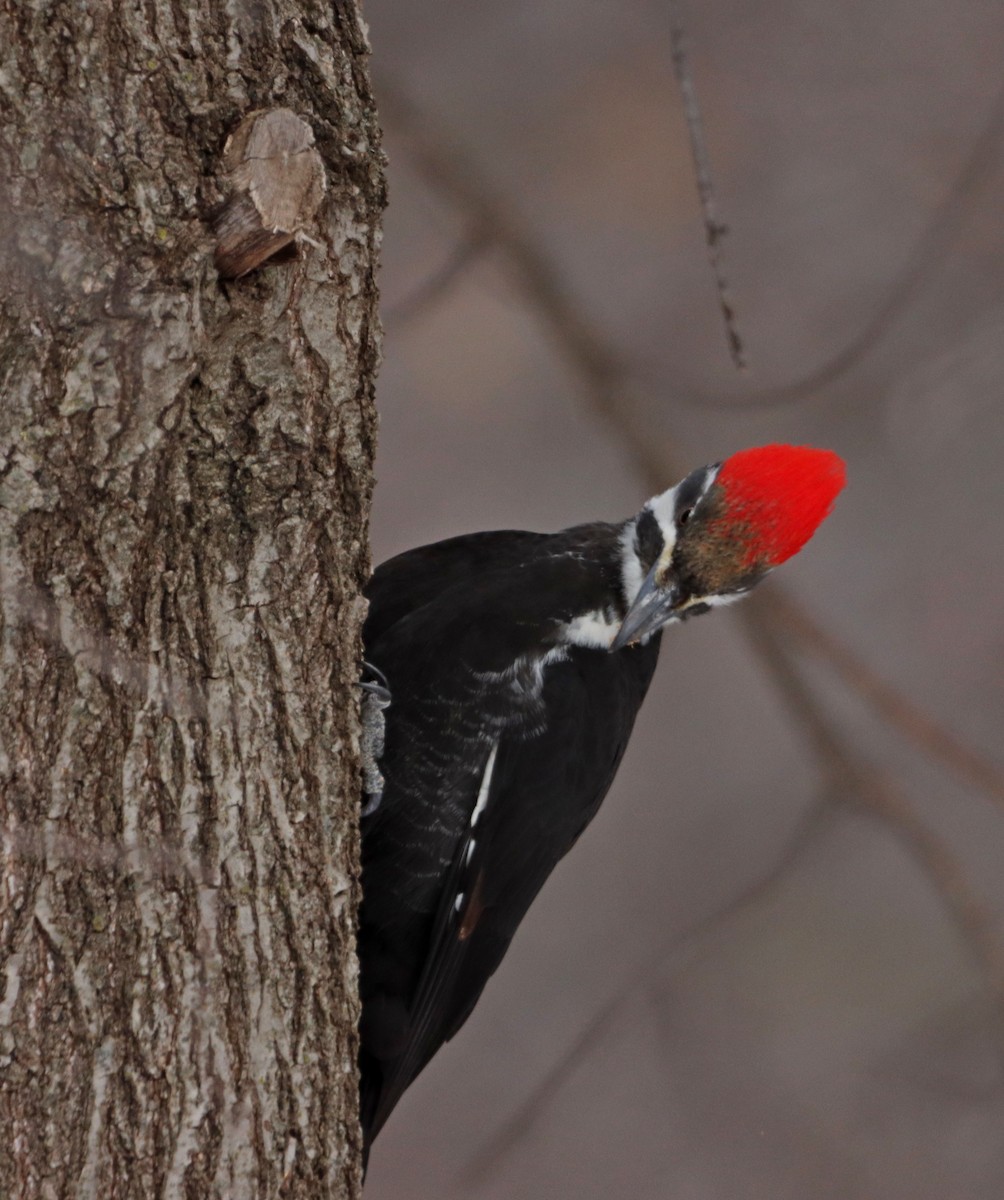 Pileated Woodpecker - ML538284741