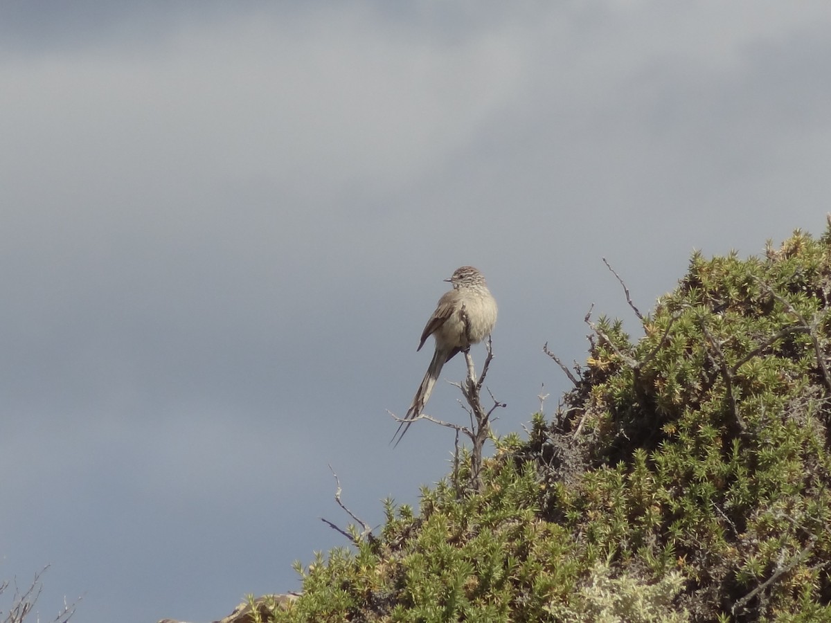 Plain-mantled Tit-Spinetail - Guy RUFRAY