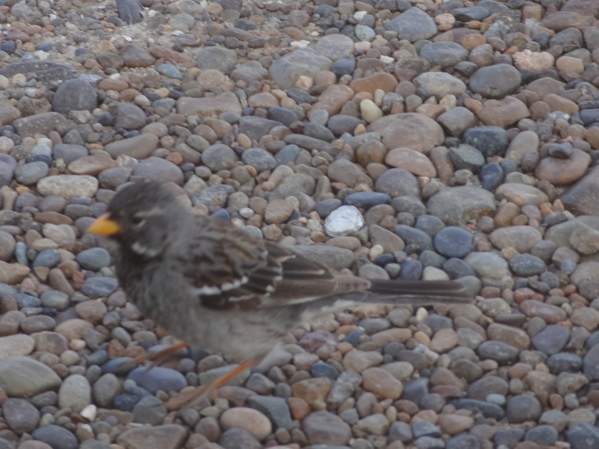 Mourning Sierra Finch - ML538285521