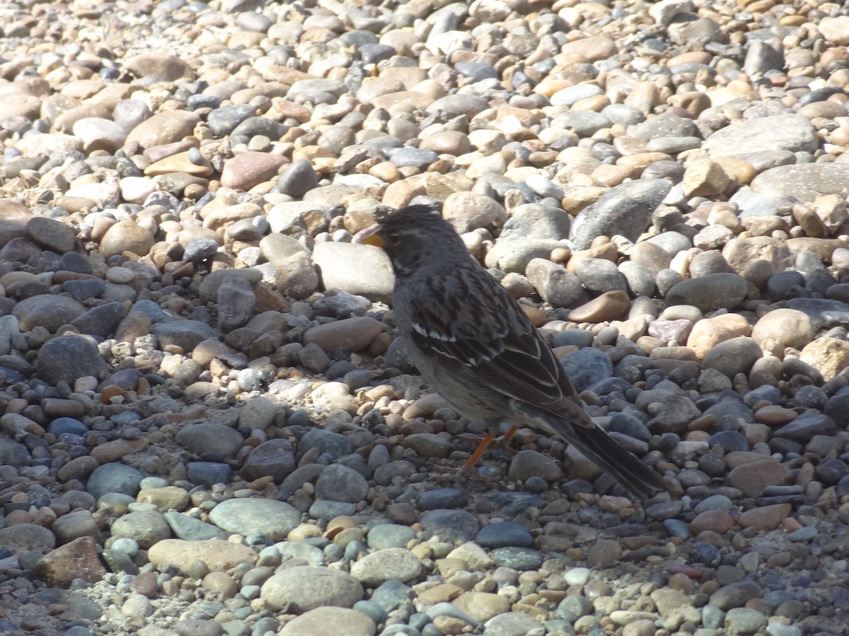 Mourning Sierra Finch - Guy RUFRAY