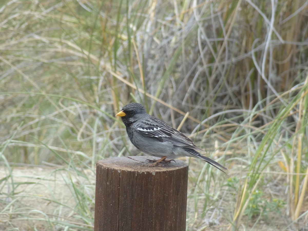 Mourning Sierra Finch - ML538285541