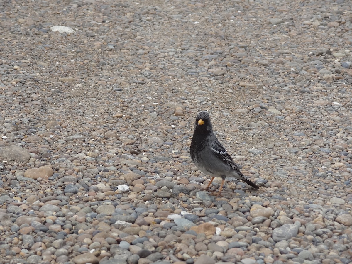 Mourning Sierra Finch - Guy RUFRAY