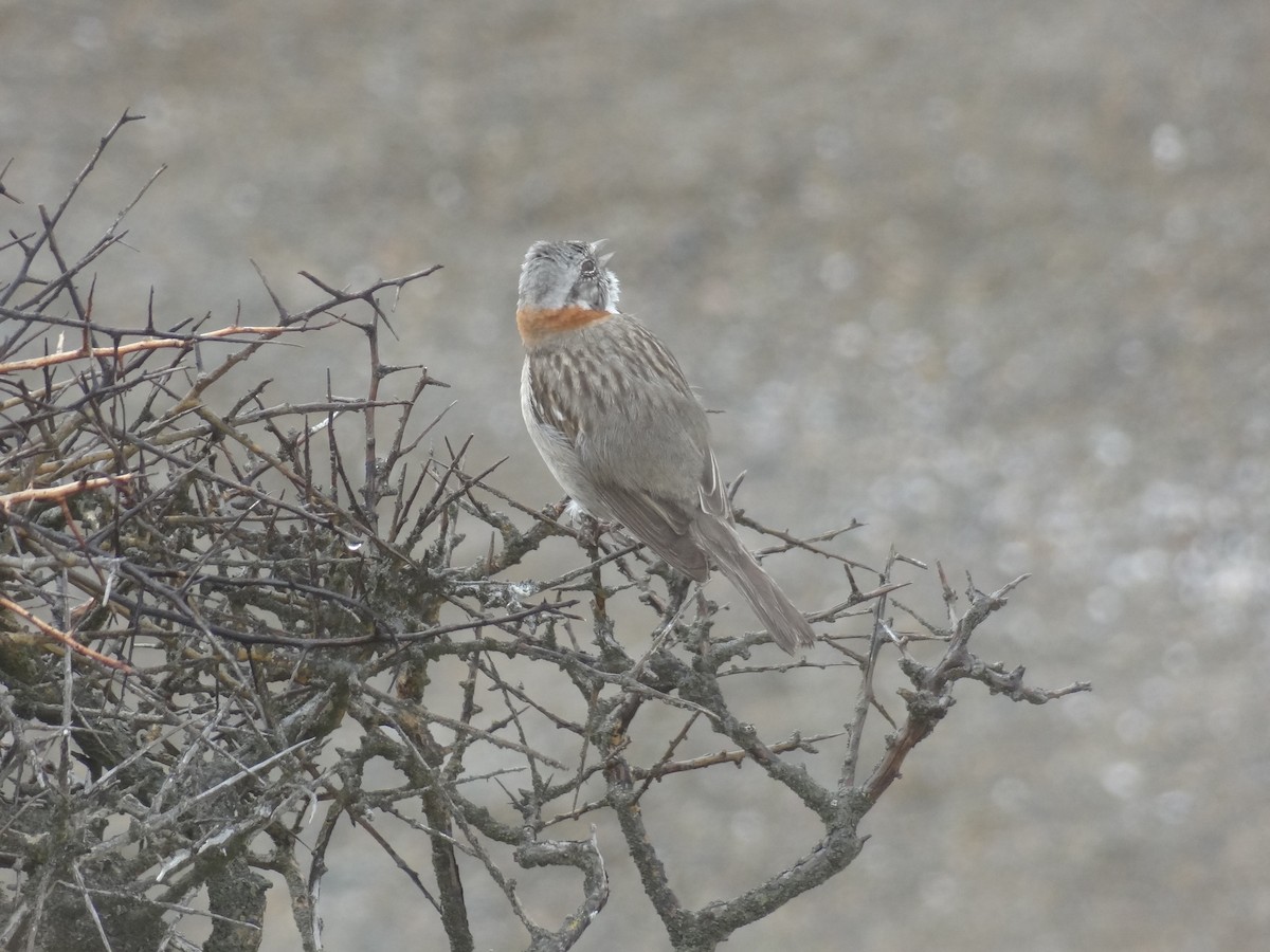 Rufous-collared Sparrow - ML538285951