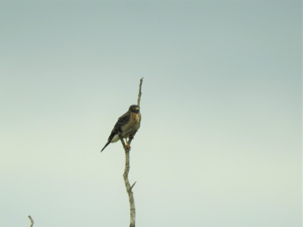 Roadside Hawk - ML538286331