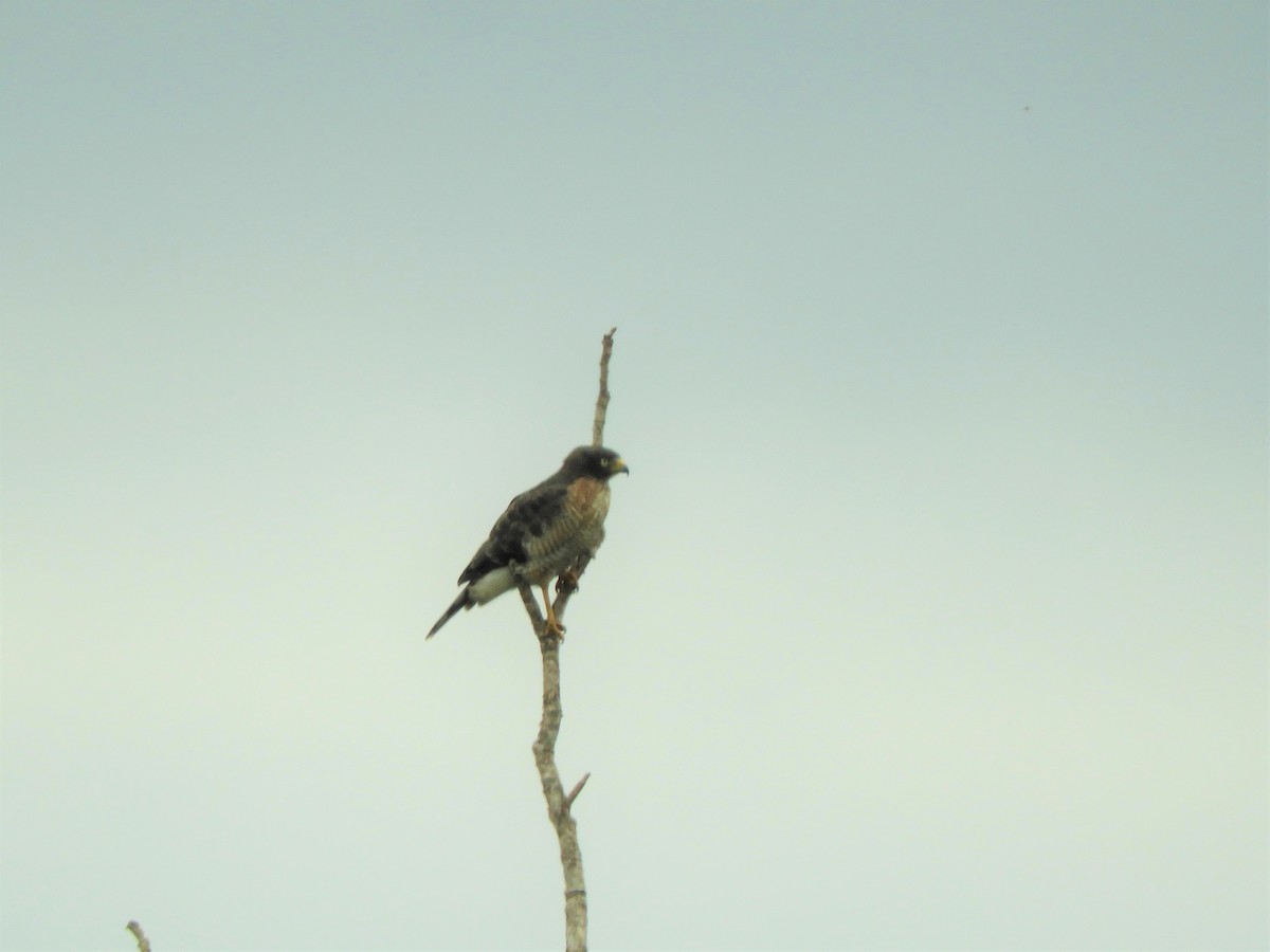 Roadside Hawk - ML538286341