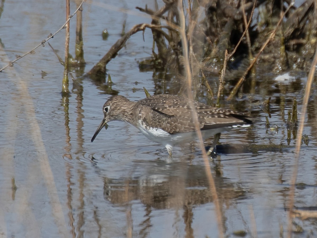 Solitary Sandpiper - Bruce Aird