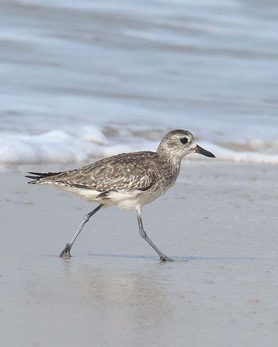 Black-bellied Plover - ML538287491