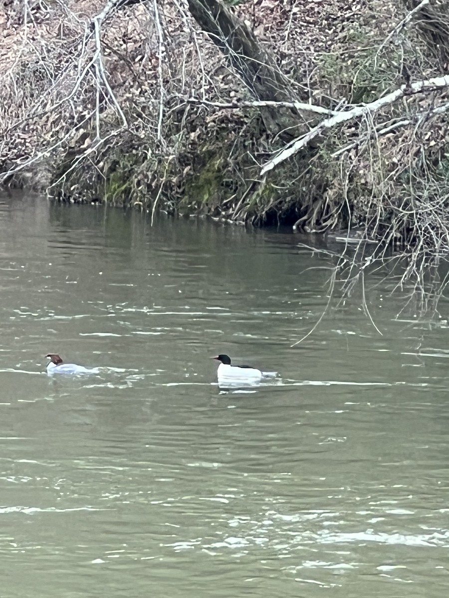 Common Merganser - ML538287721