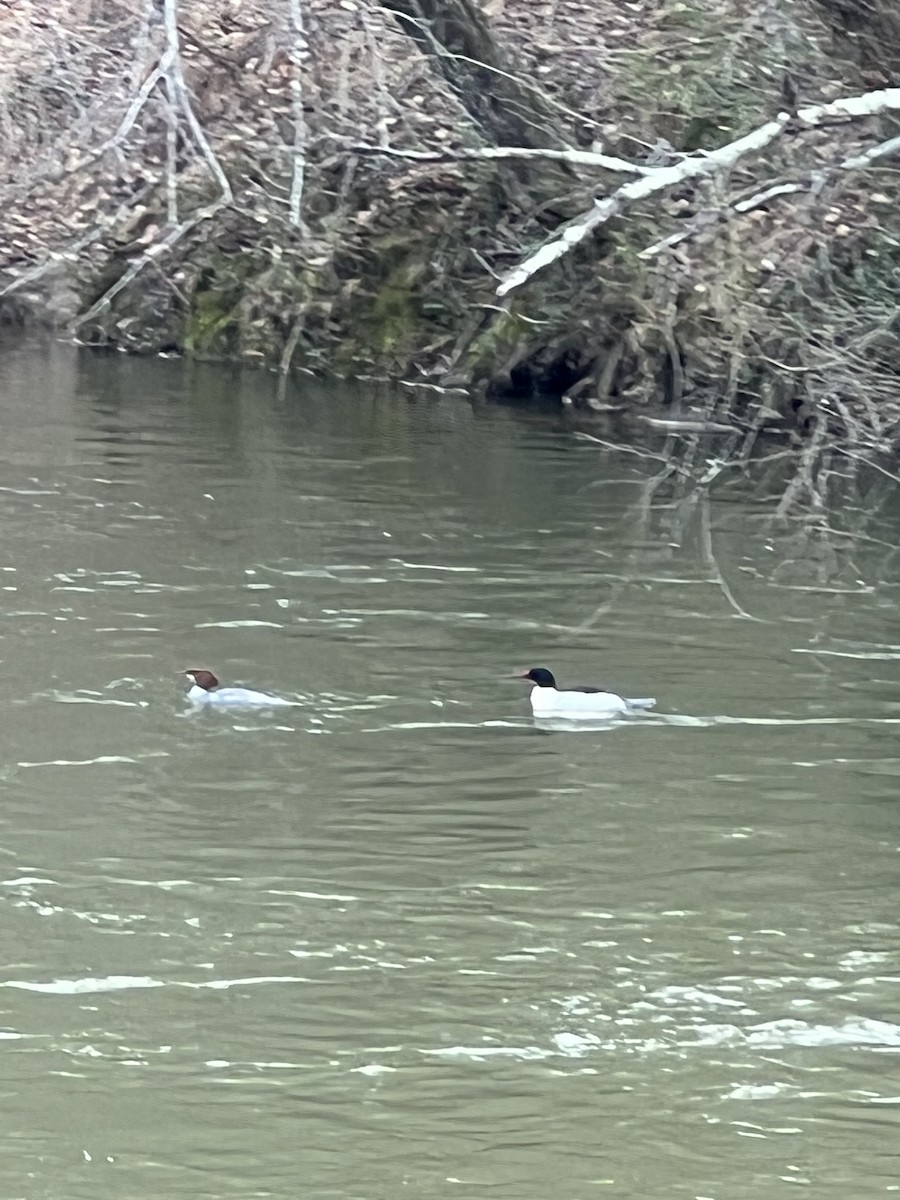 Common Merganser - ML538287751