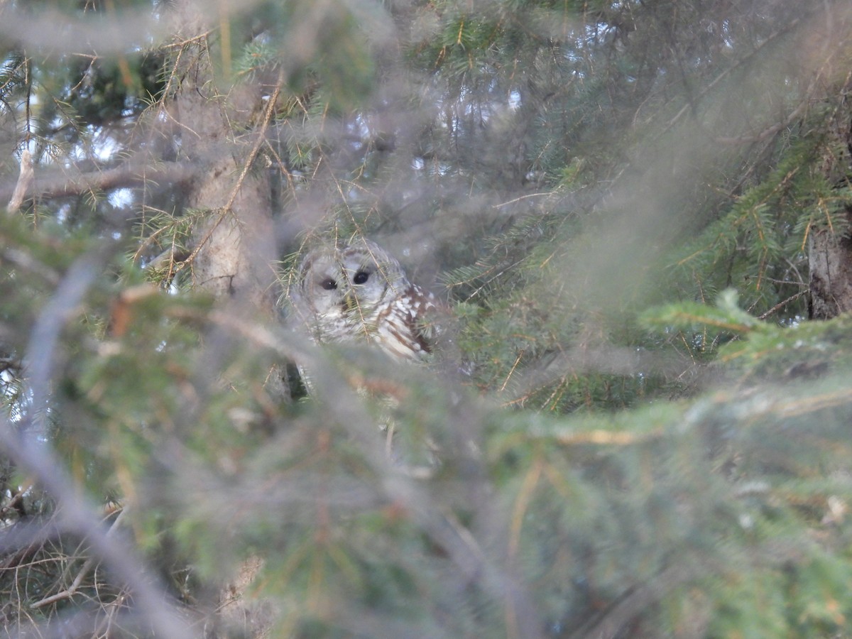 Barred Owl - Philippe Jobin