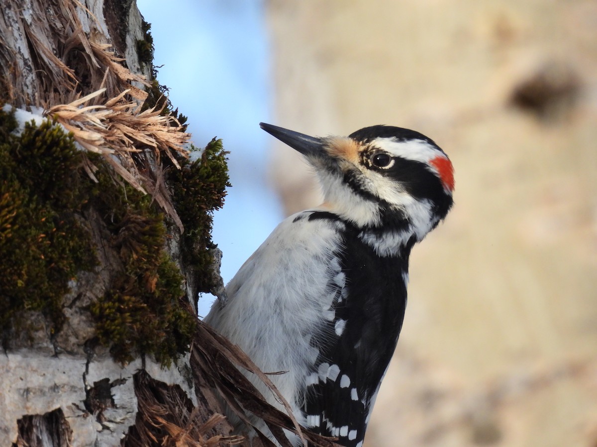 Hairy Woodpecker - Philippe Jobin