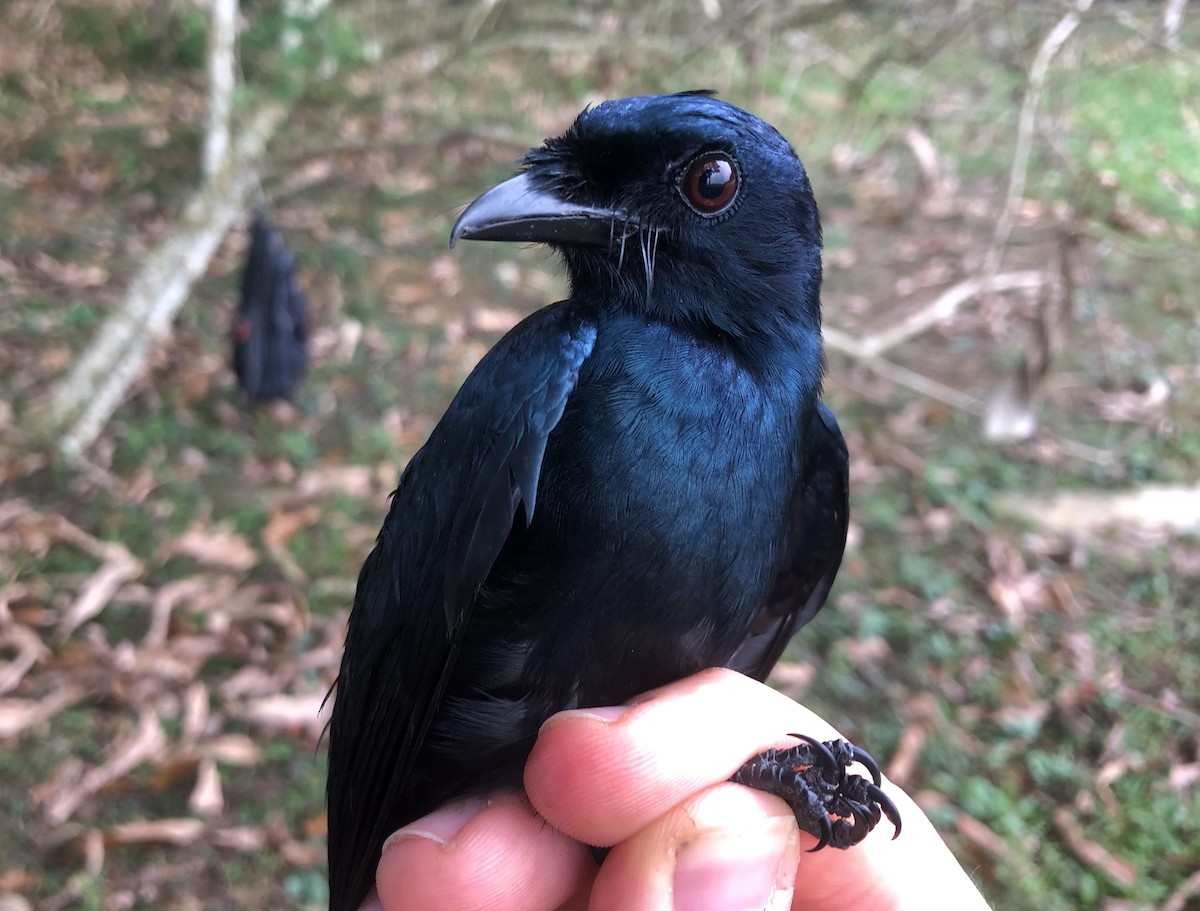 glansdrongo - ML538287871