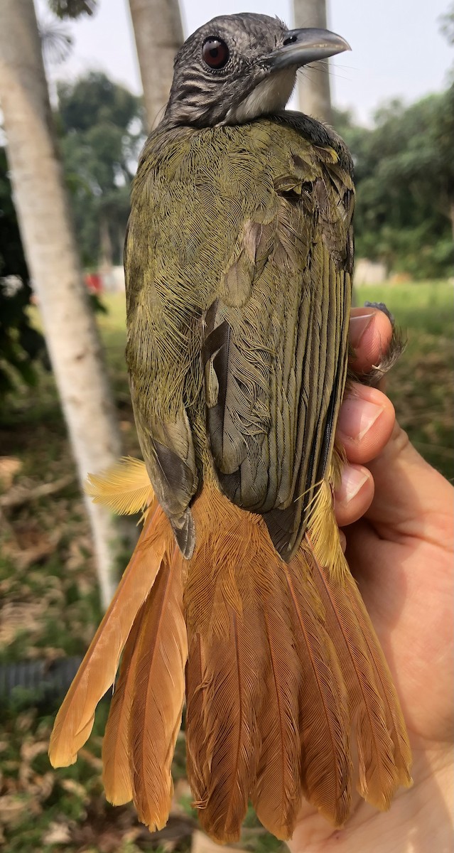 Eastern Bearded-Greenbul - ML538287961