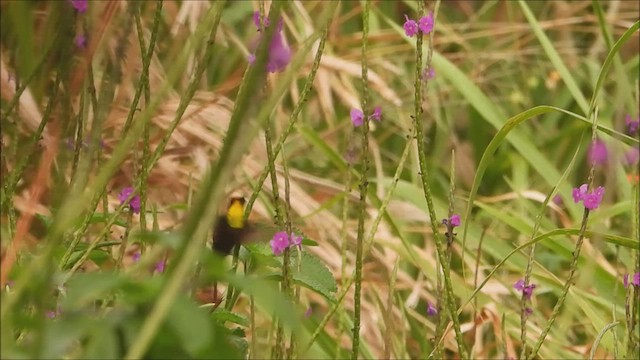 Ruby-topaz Hummingbird - ML538288081