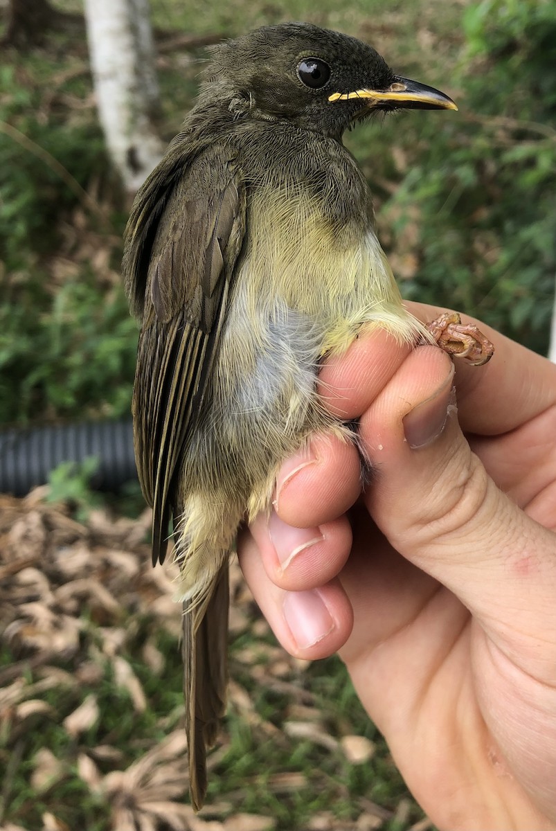 Yellow-whiskered Greenbul - ML538288131